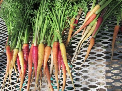 carrots