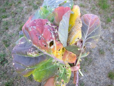 brassica leaves rust