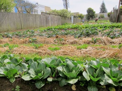 farm rows