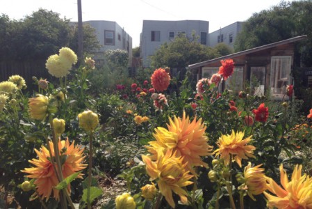 afternoondahlias