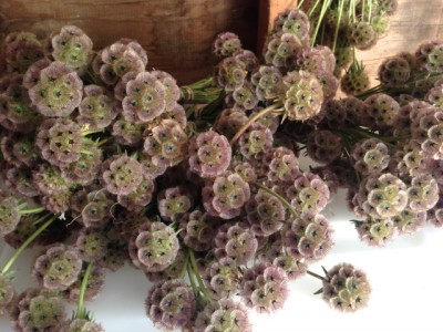 papermoonscabiosa